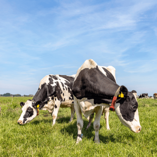 Collares inteligentes para vacas